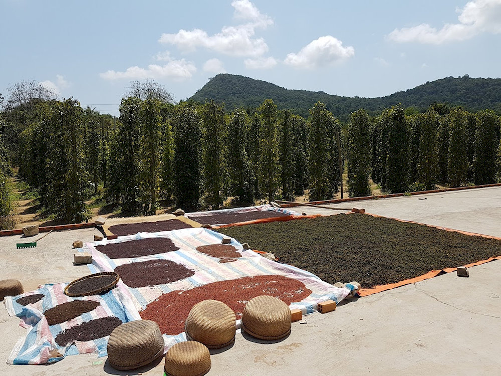 Visitors can witness the entire pepper harvesting process during their farm tour